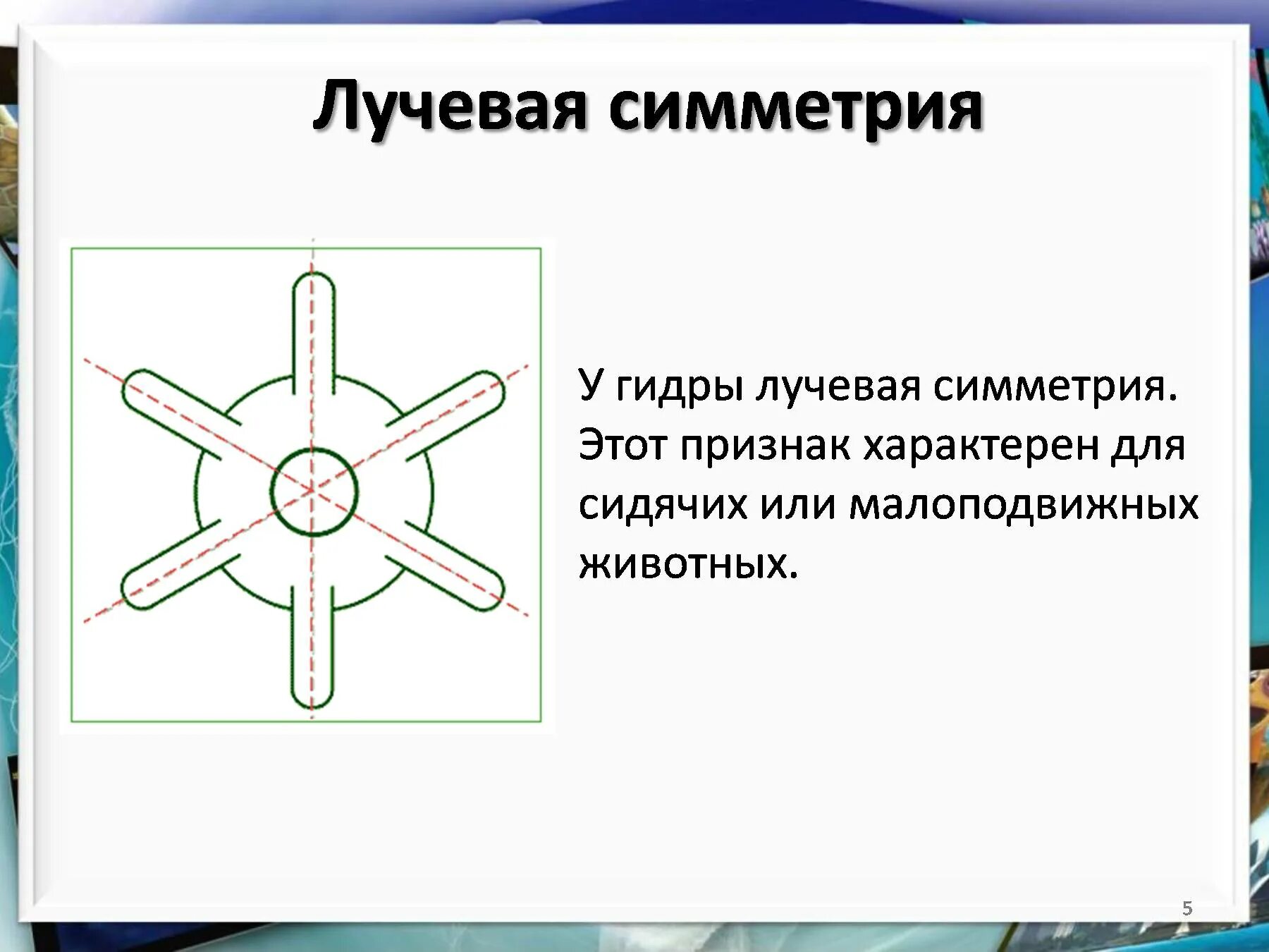 Тип симметрии животного радиальную. Пресноводная гидра лучевая симметрия. Лучевая симметрия тела гидры. Лучевая и радиальная симметрия. Лучевая симметрия кишечнополостных.