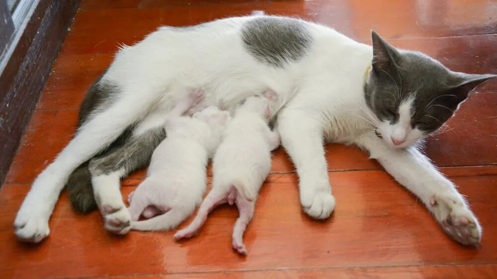 Сколько кошка кормит молоком. Кошка кормит котят. Кормящая кошка. Кошка кормит котят молоком. Мама кошка кормит котят.
