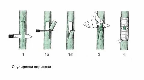 Привить почкой