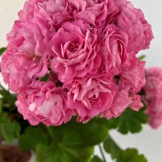 Пеларгония rosebud