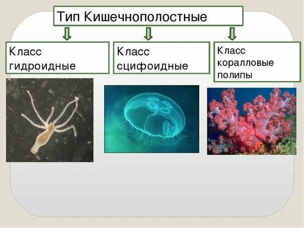 Многообразие кишечнополостных. Тип Кишечнополостные Гидроидные. Кишечнополостные Гидроидные полипы представители. Представители гидроидных кишечнополостных 7 класс. Кишечнополостные класс Гидроидные 7 класс.