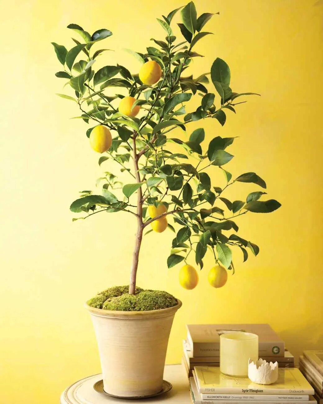 Маленькое лимонное дерево. Цитрофортунелла флоридана. Комнатное дерево Citrus Lemon. Цитрус (комнатное растение) лимон Мейера. Лимонное дерево Мейера.