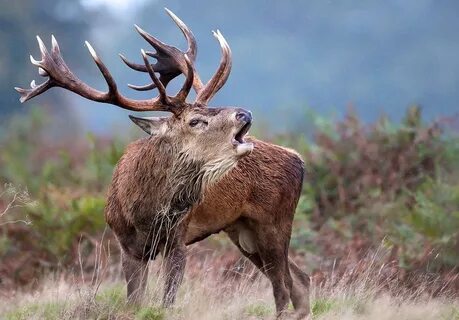 Stag