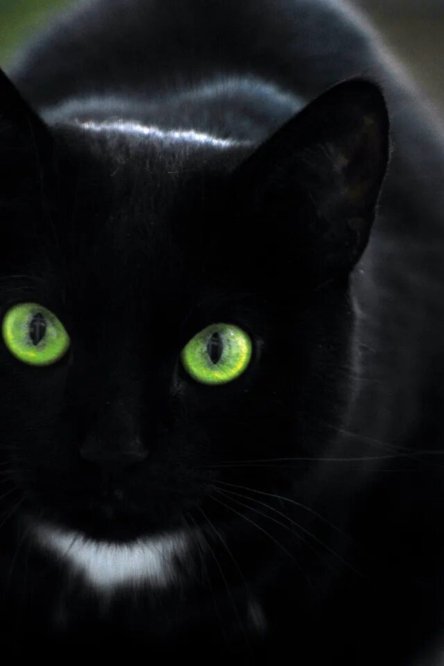 Бомбейская кошка вислоухая. Чёрные коты с зелёными глазами. Черный зеленоглазый. Бомбейская кошка с зелеными глазами. Черные коты.