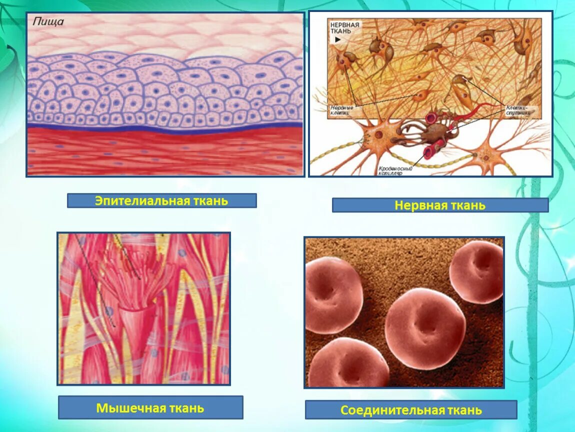 Ткани эпителиальная соединительная мышечная нервная. Эпителиальная и соединительная ткань. Соединительная ткань и эпитальная. Ткани животных эпителиальная мышечная нервная. Ткани животных организмов