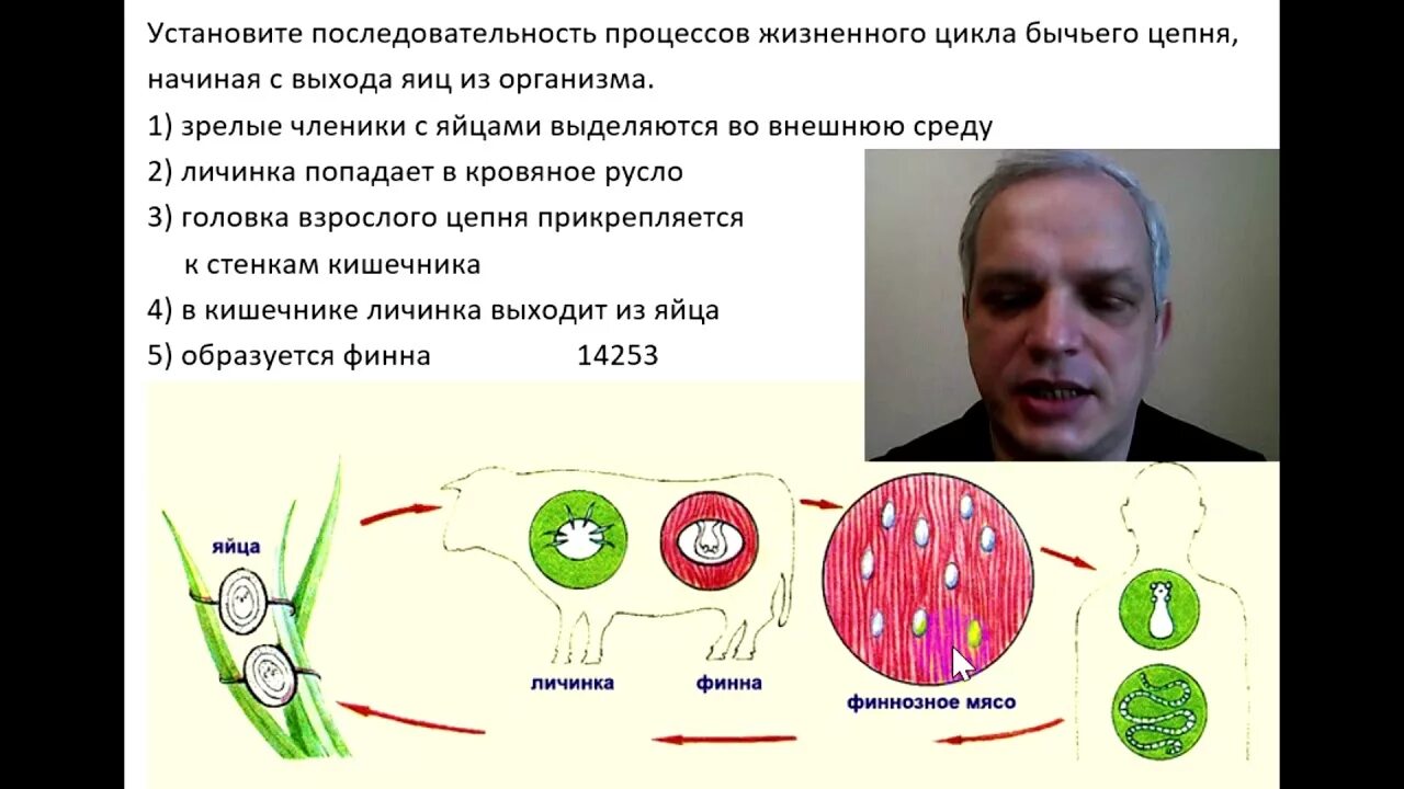 Жизненный цикл бычьего цепня начиная с яиц