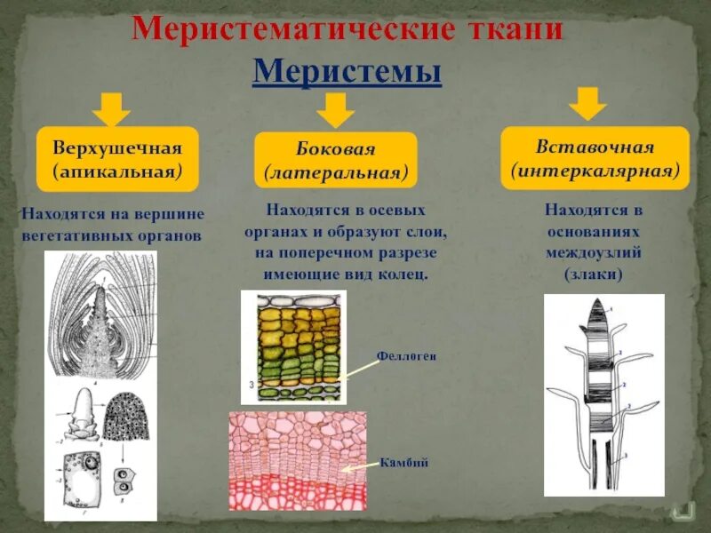 Образовательная ткань выполняет функцию. Образовательная ткань растений меристема. Ткани растений боковая меристема. Образовательная ткань меристема боковая. Латеральная меристема рисунок.