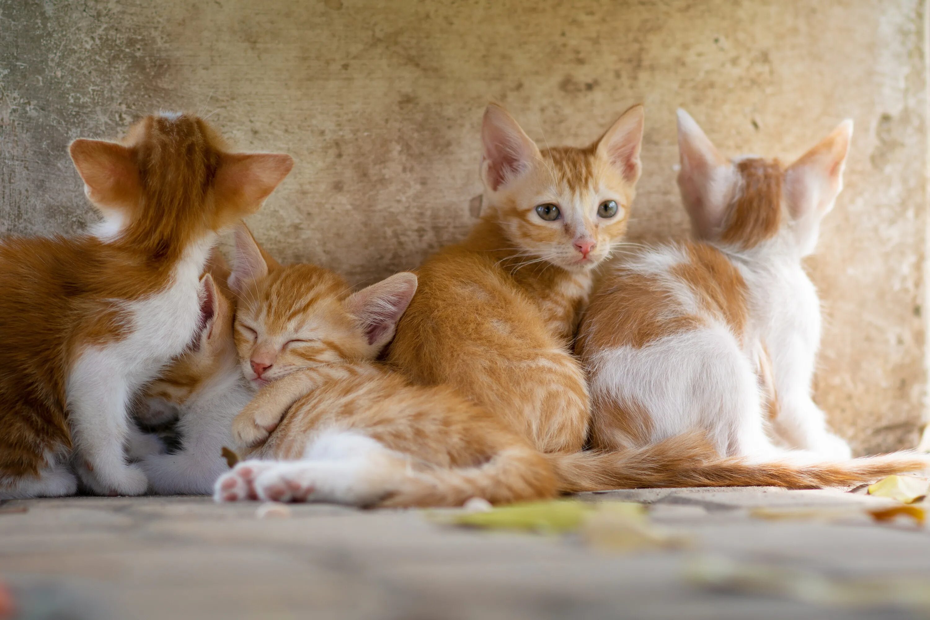 Сколько котят у рыжей кошки. Рыжий котёнок. Рыжая кошка с котятами. Семейство рыжих котов. Рыжие котята кошка кот.