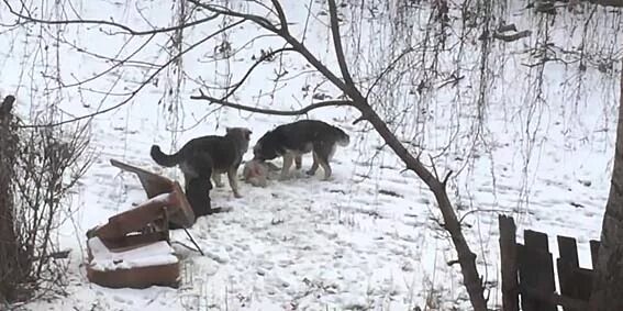 Волки разрыва геншин. Собаки растерзали кошку.