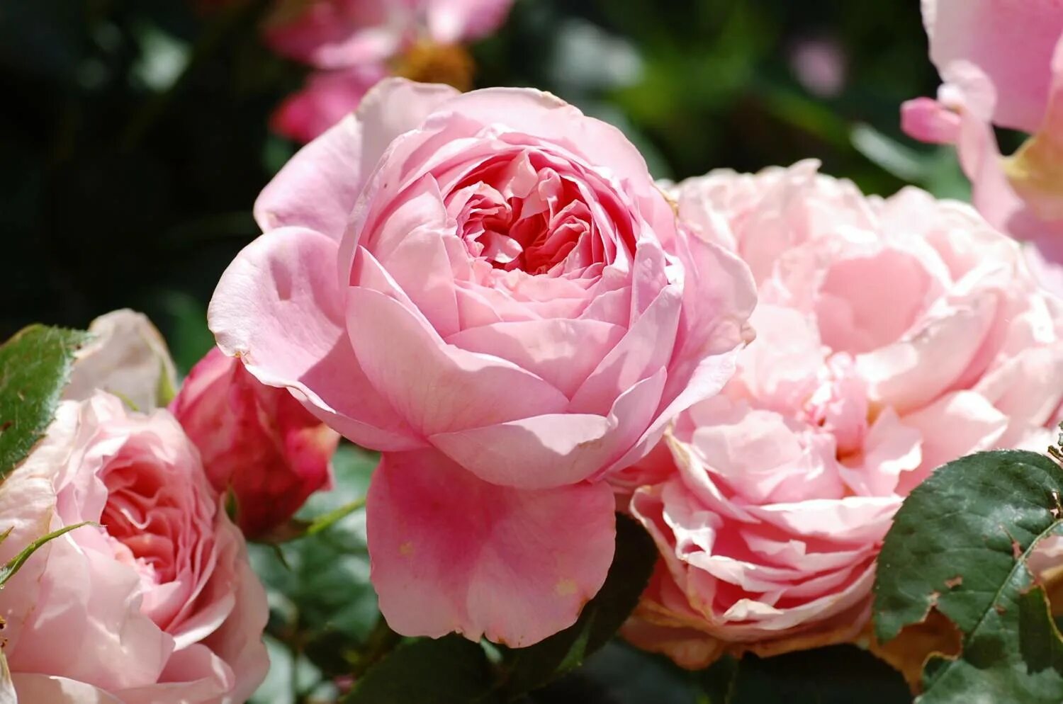 питомник роз вельяминово истра. розы питомник. питомник роз вельяминово. плантации кустовой розы голландия. розы питомник.