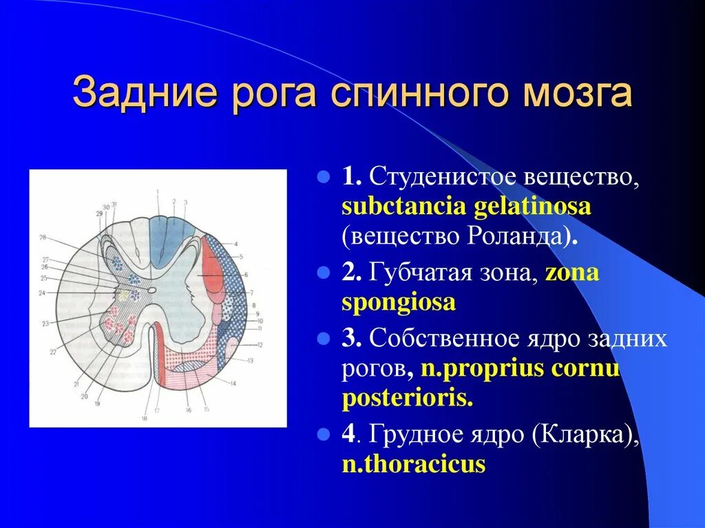 Губчатая зона задних Рогов спинного мозга. Ядра задних Рогов спинного мозга. Ядра Рогов спинного мозга анатомия. Функция ядер задних Рогов спинного мозга.