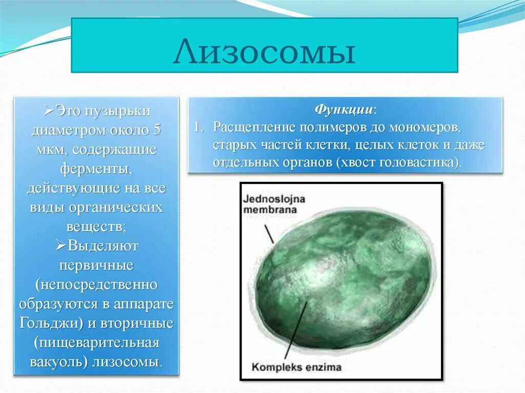 Расщепление биополимеров органоиды