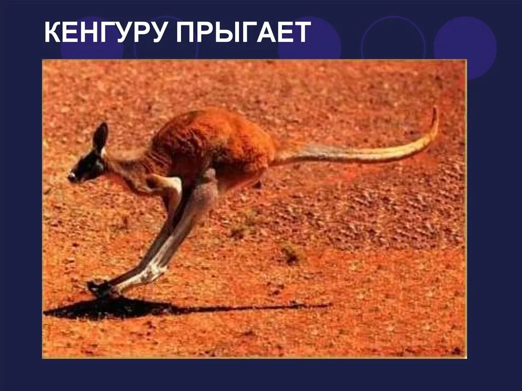 Кенгуру прыгает в длину. Кенгуру прыгает. длина прыжка кенгуру. сколько прыгает кенгуру. прыжок кенгуру в высоту.