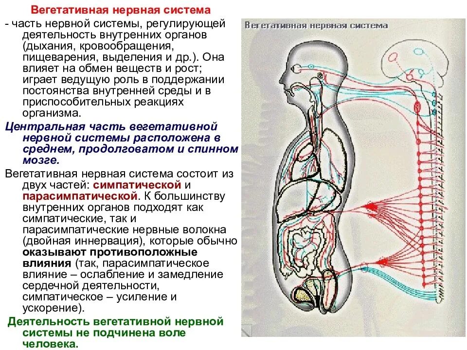 Вегетативная нервная система самостоятельная работа. Вегетативная иннервация органов пищеварения. вегетативная нервная система человека регулирует деятельность:. влияние вегетативной нервной системы на внутренние органы. автономная вегетативная нервная система регулирует работу.