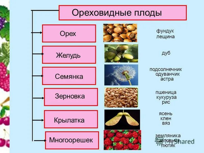 ореховидные плоды примеры. сухие односемянные плоды орех. плоды сухие ореховидные зерновка. ореховидные плоды примеры. ореховидные.