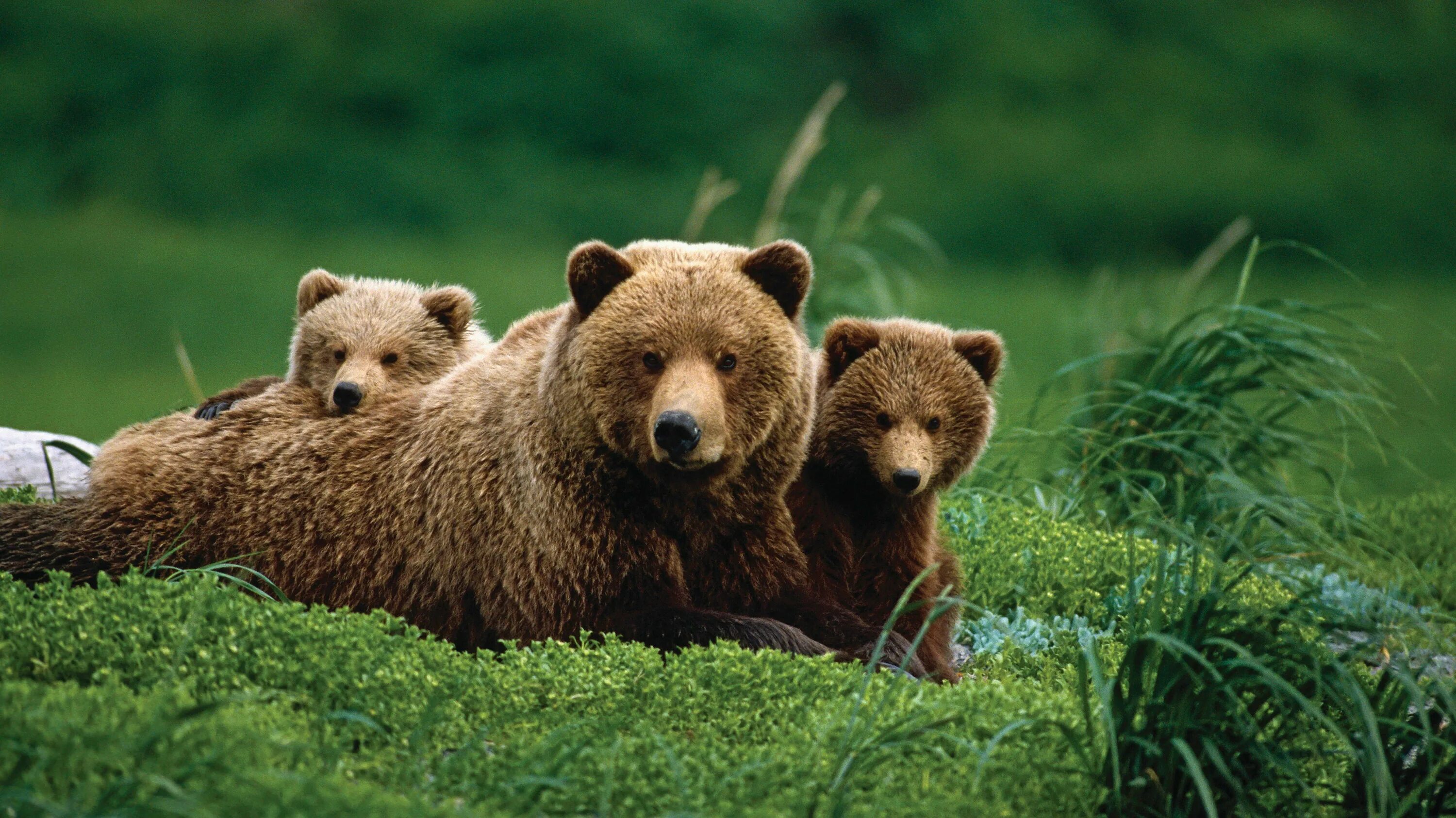 Бурый медведь. Медведица с медвежатами. Красивый медведь. Бурый медведь с медвежатами. Five bears