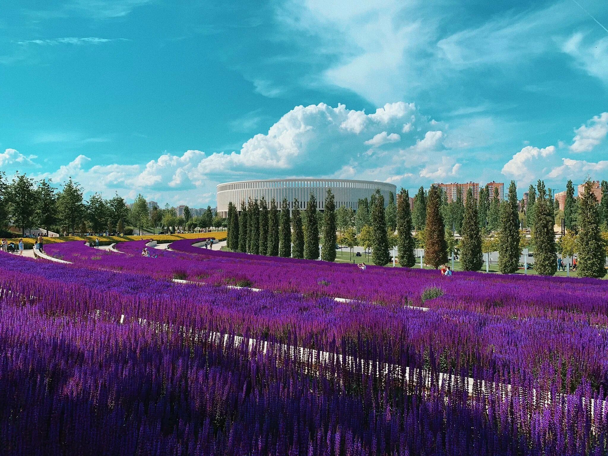 Парк галицкого в краснодаре шплыей. Парк галицкого шалфей. Лаванда краснодар. Парк галицкого краснодар галфей. Лаванда краснодар.