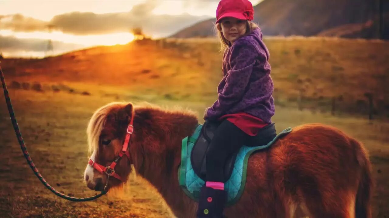 Пони живые. Фалабелла пегая. Lil horse. Самая маленькая лошадка в мире. Карликовый пони.