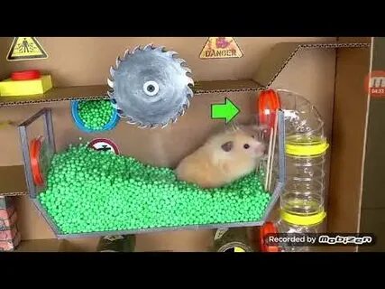 Как проходить хомяка мини игру