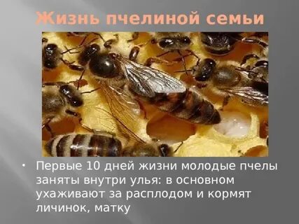 Продолжительность жизни пчелы