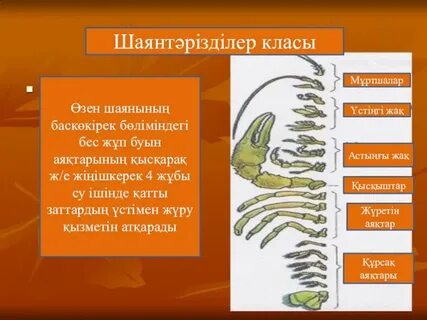 Жаңа Гвинеяда жалаңаш