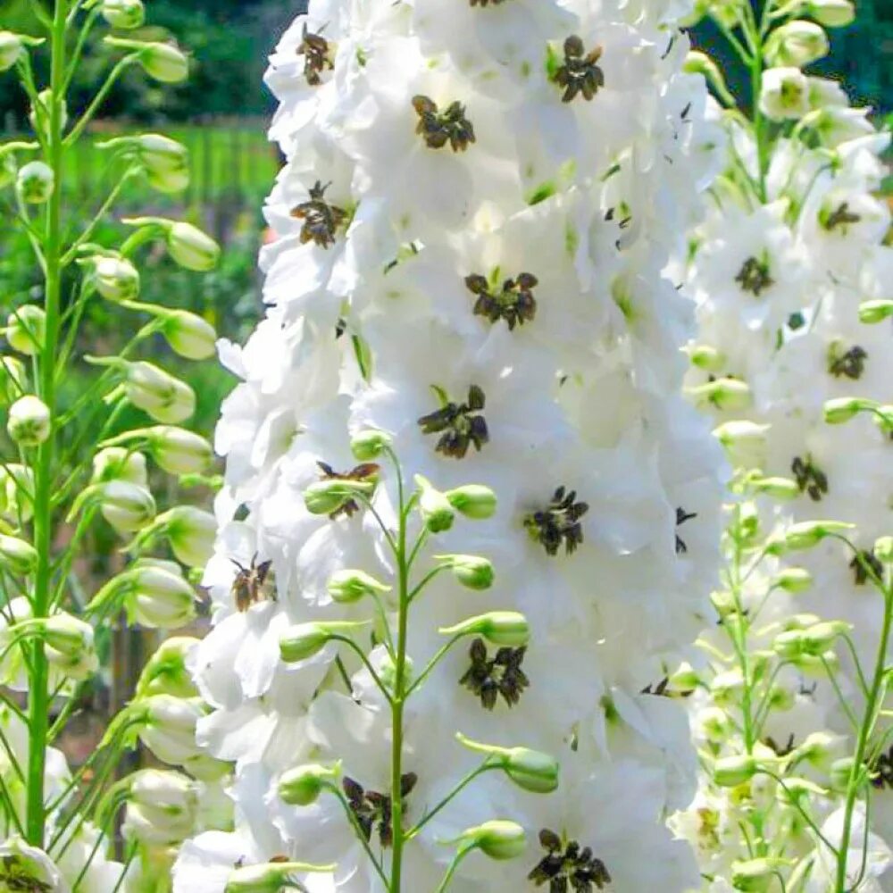 White bi. Дельфиниум культурный Magic Fountains. Дельфиниум Фонтейн Вайт. Дельфиниум Меджик Фонтейн. Дельфиниум Меджик Фонтейн Вайт дарк.