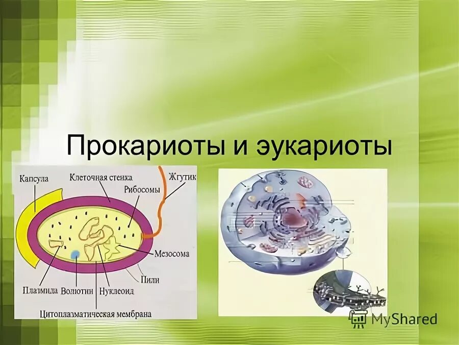 Клетка организма имеет оформленное ядро грибы