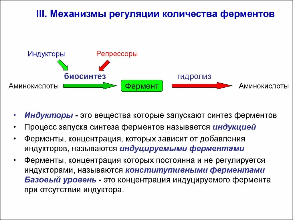 Активаторы ферментов механизм. Механизмы регуляции ферментов биохимия. Функции белкового фермента. Регуляция активности ферментов изменение количества ферментов.