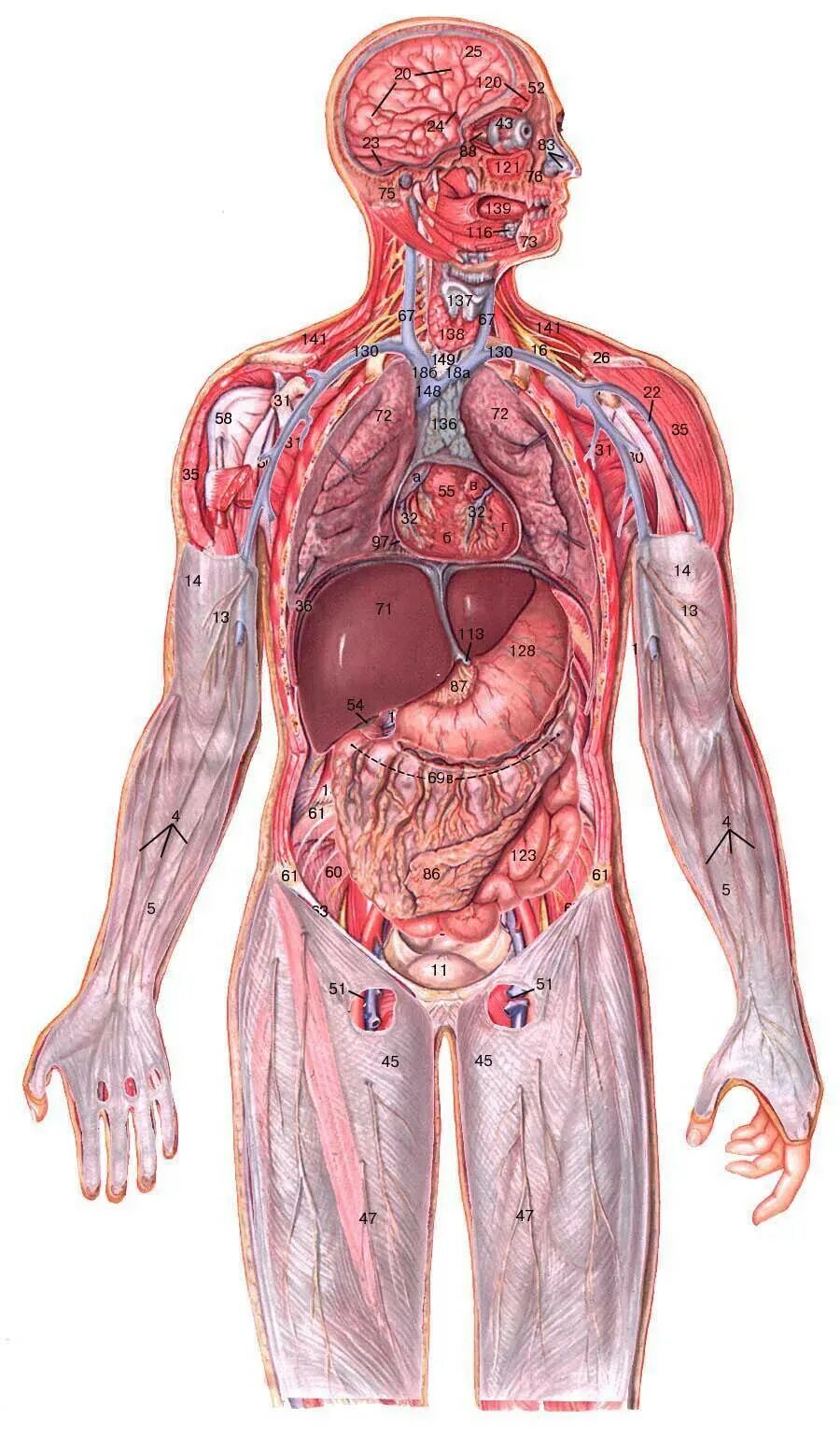 Анатомия картинки. Органы человека. Внутренние органы человека.