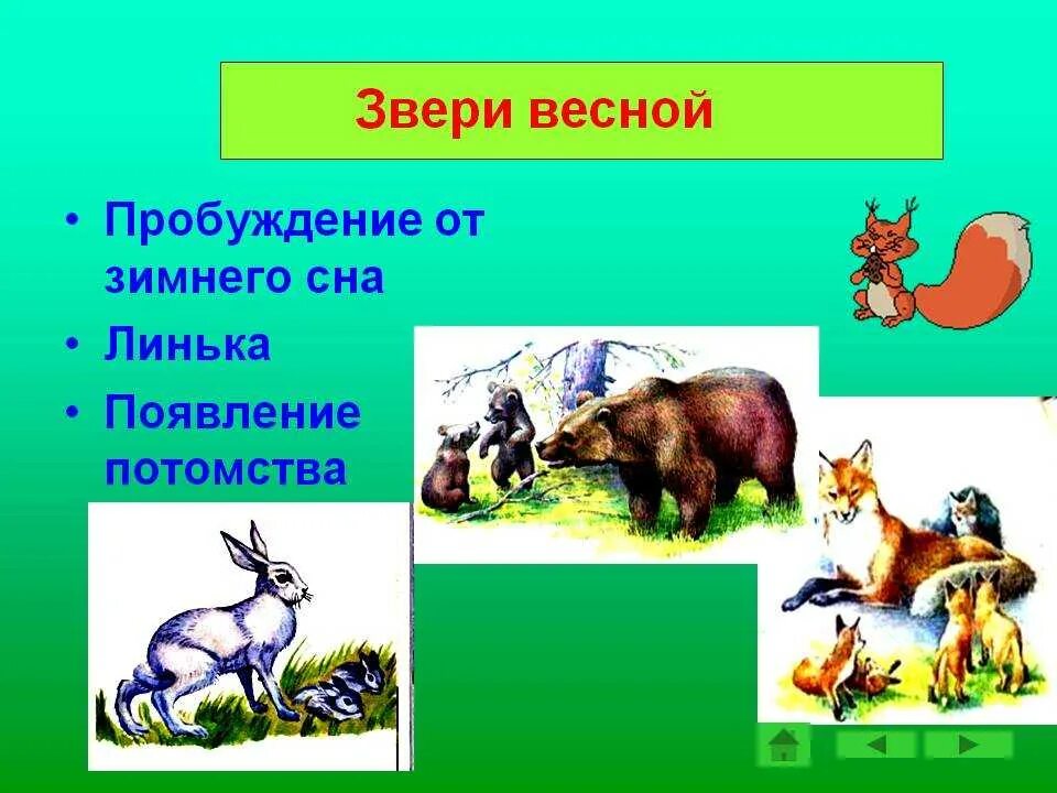 Звери весной средняя группа. Изменения в жизни животных весной. Животные весной. Животные весной для детей. Дикие животные весной презентация для дошкольников.