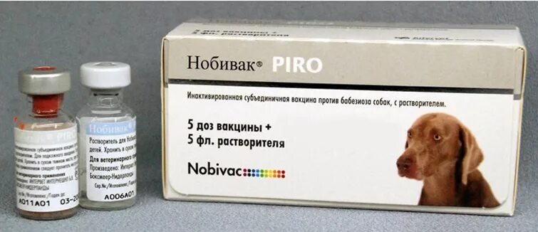 Делают ли собакам прививки от клещей. Нобивак пиро для собак. Вакцина против пироплазмоза КРС. Нобивак вакцина от клещей для собак. Вакцина от клещевого энцефалита для собак.