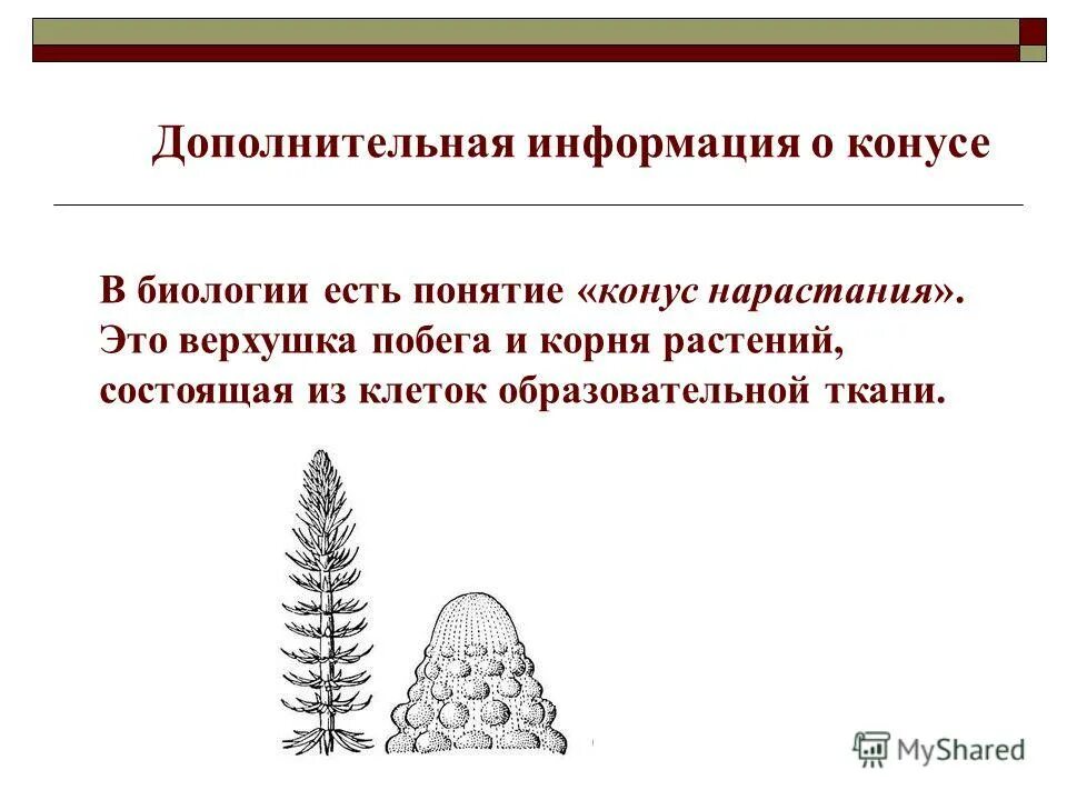 Верхушка побега и корня. Конус нарастания это в биологии. Конус в биологии. Конус нарастания это в биологии 6 класс. Верхушка это в биологии.