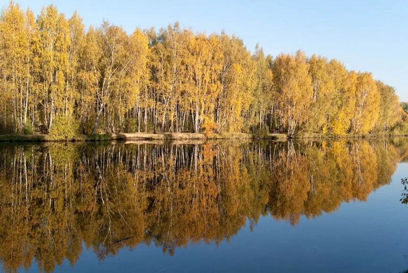 Ясно золотистый. Строгино Золотая осень. Осень в Строгино парк. Строгино осенью. Осень в Строгино фото.