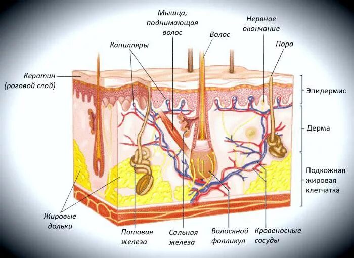 Кожные роговые образования это. Структура и функции кожного анализатора. Кожный анализатор. Анализатор кожи анатомия. Кожный анализатор строение.