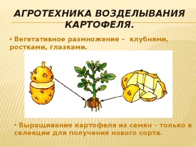 Примеры растений у которых есть клубень Клубни Декоративные разные, Розы купить по выгодной цене в интернет-магазине OZO