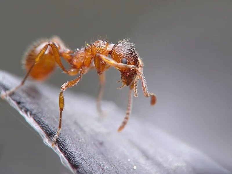 Муравей jpg. Муравьи фотоконкурс. Обиженный муравей