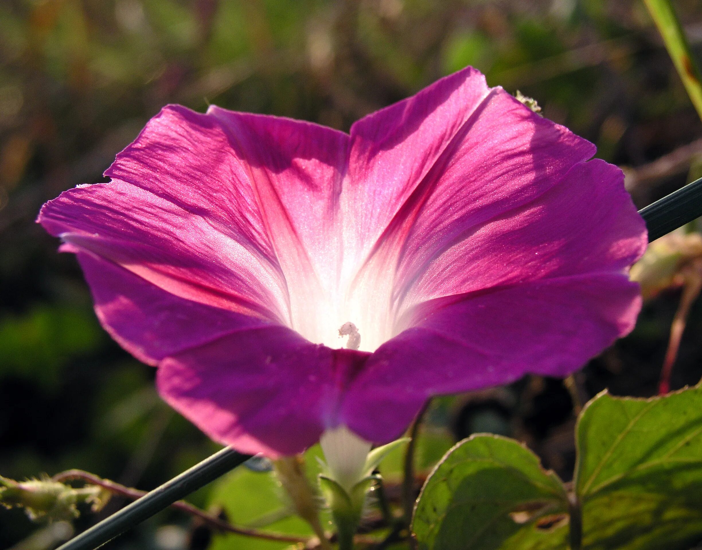 Ипомея розовая. Ипомея. Ipomoea purpurea. Ипомея Сибирская. Фарбитис пурпурный.