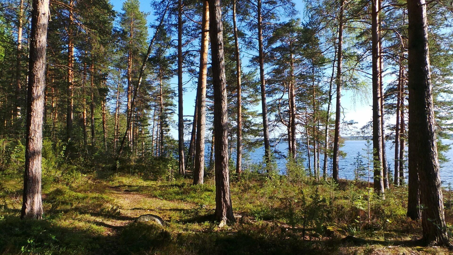 Хвойное ленинградская область. Сосновый лес Карелия. Сосновый Бор Карелия. Заповедник Конаковский Бор. Сосновый Бор. Карелия. Заповедник Кивач.