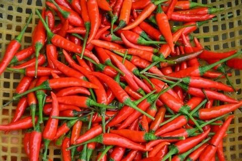 Chilly pepper
