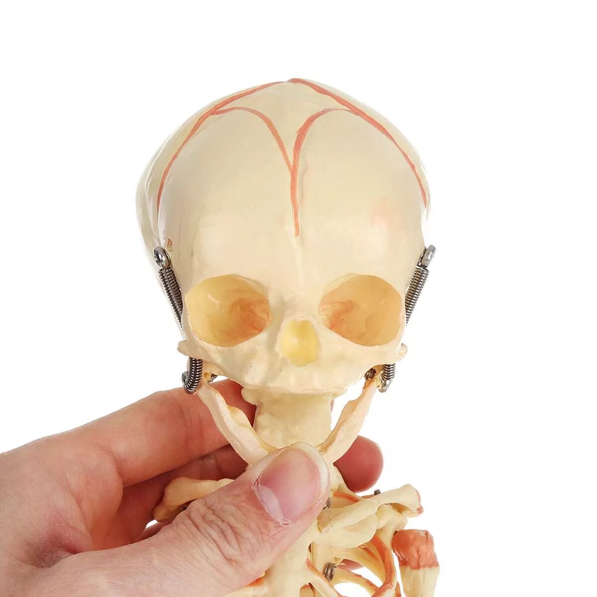Детский череп фото. Человеческий череп детский. Детский череп анатомия. Игрушечный череп для детей.