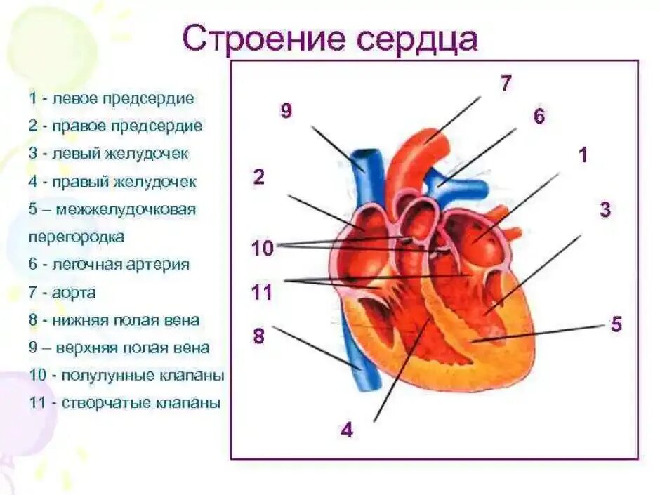 Обозначьте рисунок строение сердца