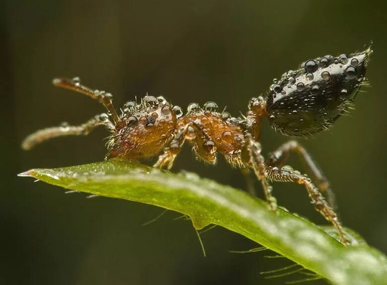 Ant видео