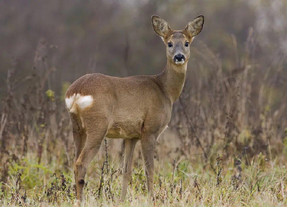 оленья ферма львово. пятнистый олень завидово. пятнистый олень, благородный олень. олень и олениха. олень средний.