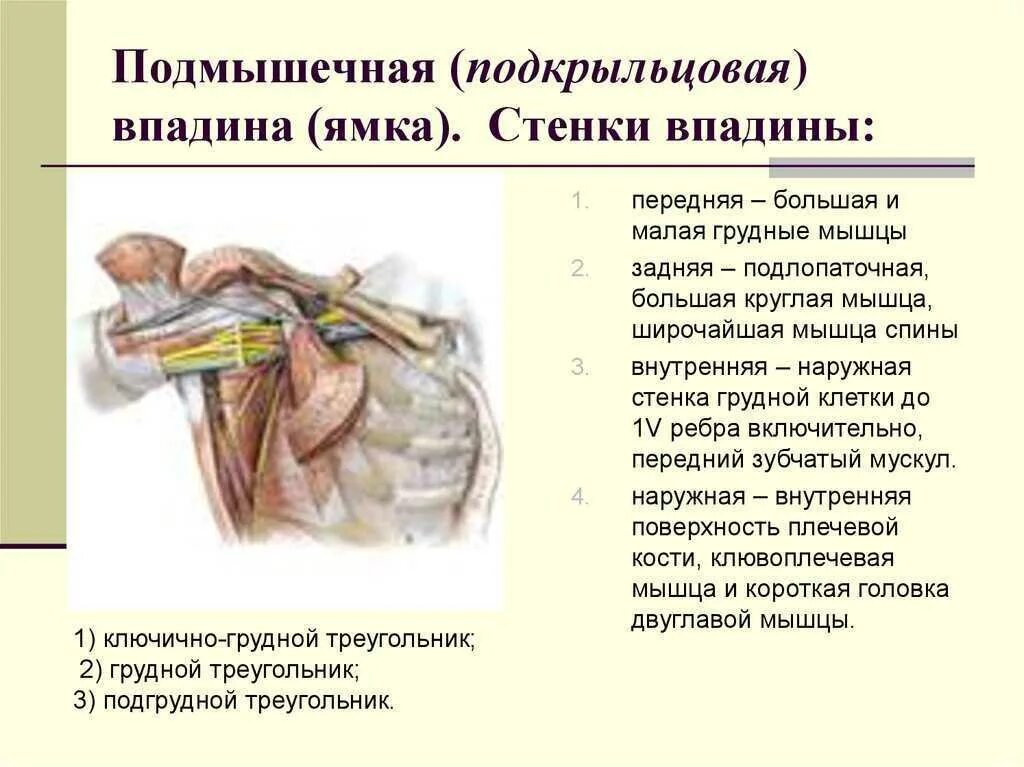 Подмышечная впадина анатомия стенки. Стенки подмышечной полости образованы. Мышечная впадина. Мышечная впадина. Мышечная впадина.