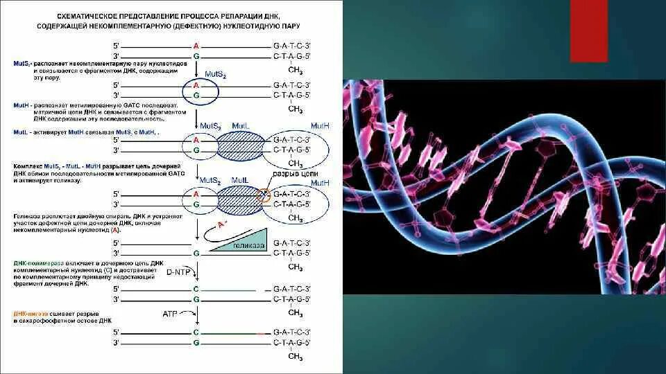Последовательность ДНК. Нуклеотидная последовательность ДНК. Изменение последовательности ДНК. Картирование ДНК.