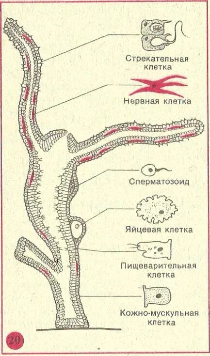 Кожно мускульные клетки. Строение клеток гидры. Строение пищеварительной клетки гидры. Строение гидры клетки строение. Типы клеток гидры схема.