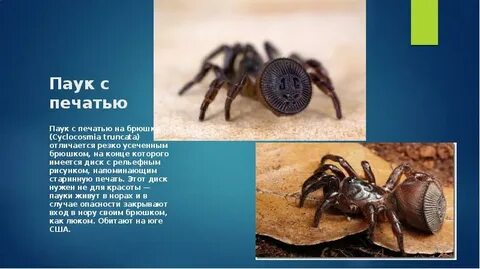 Паука 2 класс