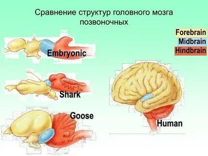 Мозги акулы