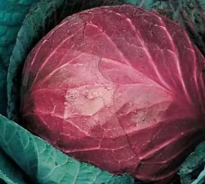 Красная капуста сорт. Капуста краснокочанная гако. капуста краснокочанная победа. капуста краснокочанная марс. капуста краснокочанная топаз.