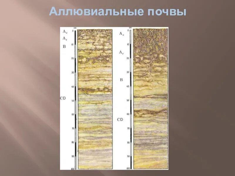 Профиль аллювиально Луговой почвы. Аллювиальные дерновые почвы. Почвенный профиль аллювиальных почв. Аллювиально подзолистые почвы. Почвы долины рек